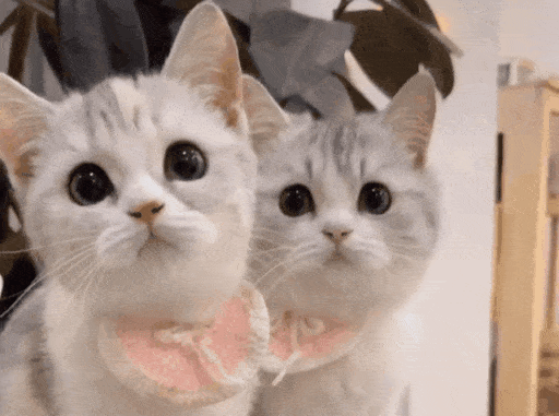 IMG_2532.GIF IMG_2532.GIF