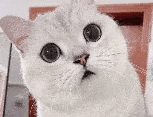 IMG_2531.GIF IMG_2531.GIF