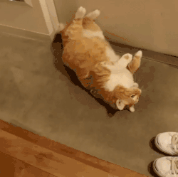 IMG_2538.GIF IMG_2538.GIF