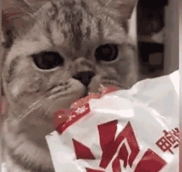 IMG_2542.GIF IMG_2542.GIF