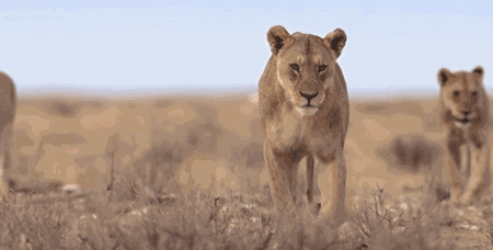 IMG_2537.GIF IMG_2537.GIF