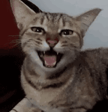 IMG_2543.GIF IMG_2543.GIF
