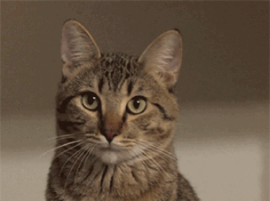 IMG_2544.GIF IMG_2544.GIF