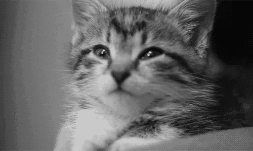 IMG_2547.GIF IMG_2547.GIF