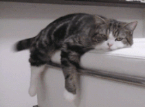 IMG_2549.GIF IMG_2549.GIF
