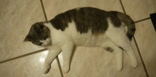 IMG_2551.GIF IMG_2551.GIF