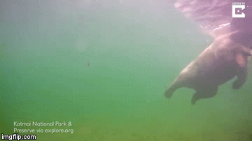 2iyhga.gif
