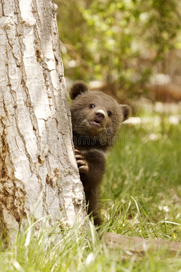 grizzly-bear-cub-4030607.jpg
