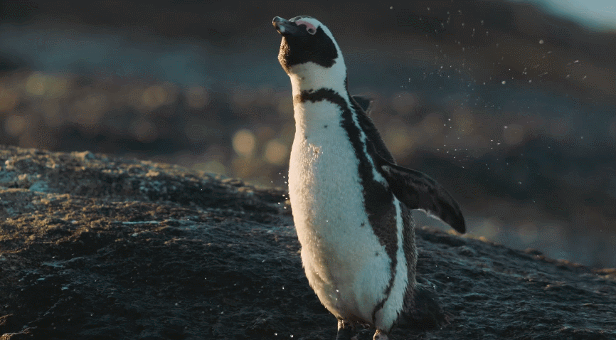 IMG_4684.GIF