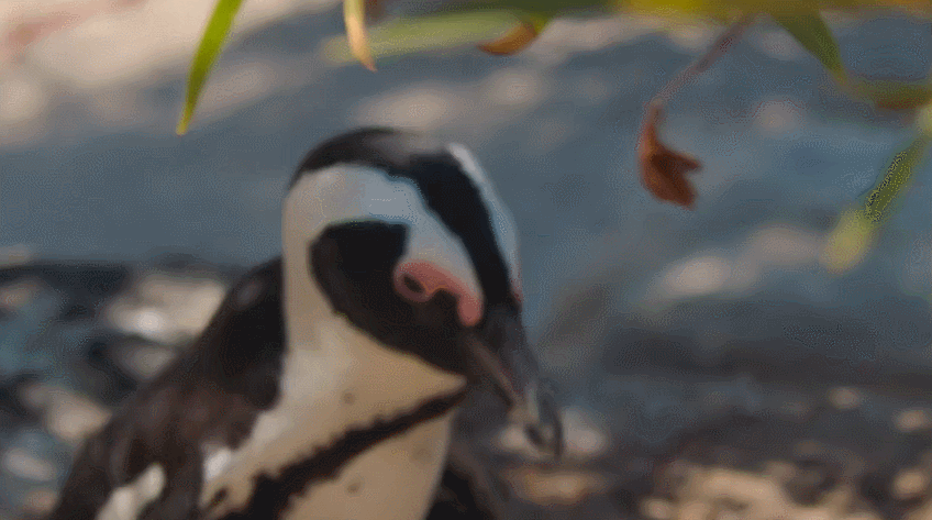 IMG_4685.GIF