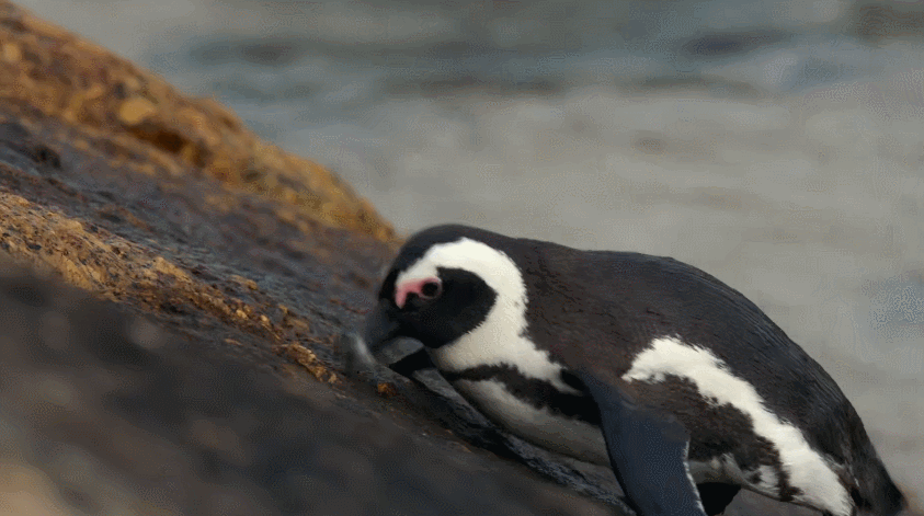IMG_4687.GIF
