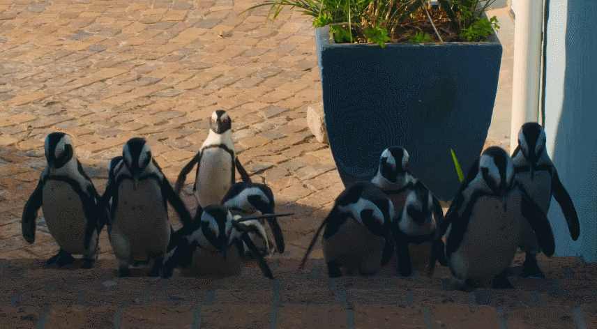 IMG_4689.GIF