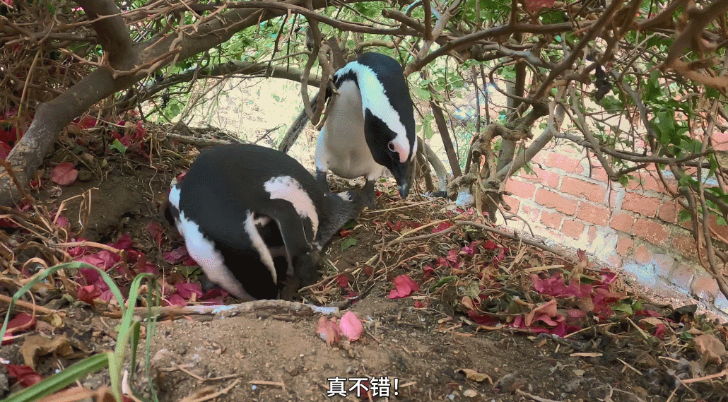 IMG_4712.GIF
