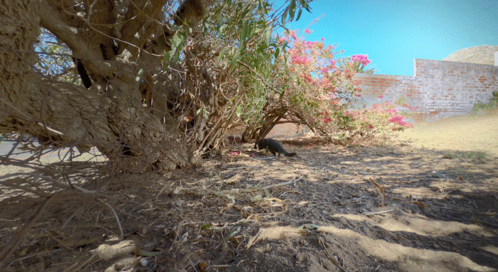 IMG_4722.GIF