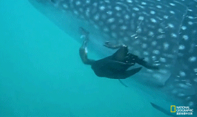 IMG_7556.GIF