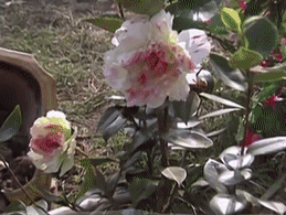 IMG_8639.GIF