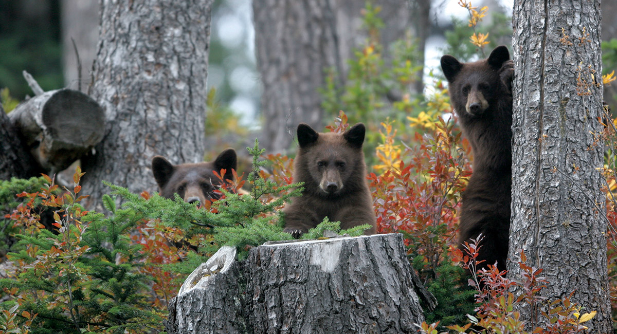 whistler-bearview.jpg