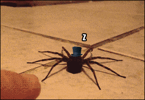IMG_6476.GIF