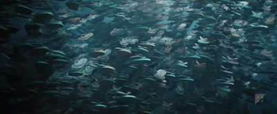 IMG_4538.GIF