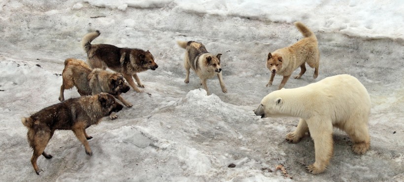 polar-bear-attacked-by-dogs-820x370.jpg