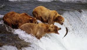 bears.jpg