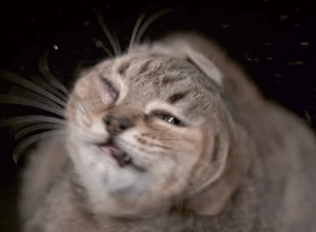 IMG_4524.GIF IMG_4524.GIF