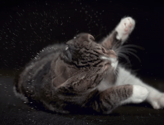 IMG_4516.GIF IMG_4516.GIF