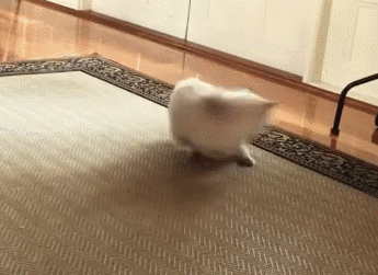 IMG_4527.GIF IMG_4527.GIF
