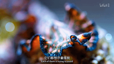 IMG_8600.GIF