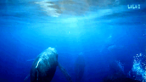 IMG_8639.GIF