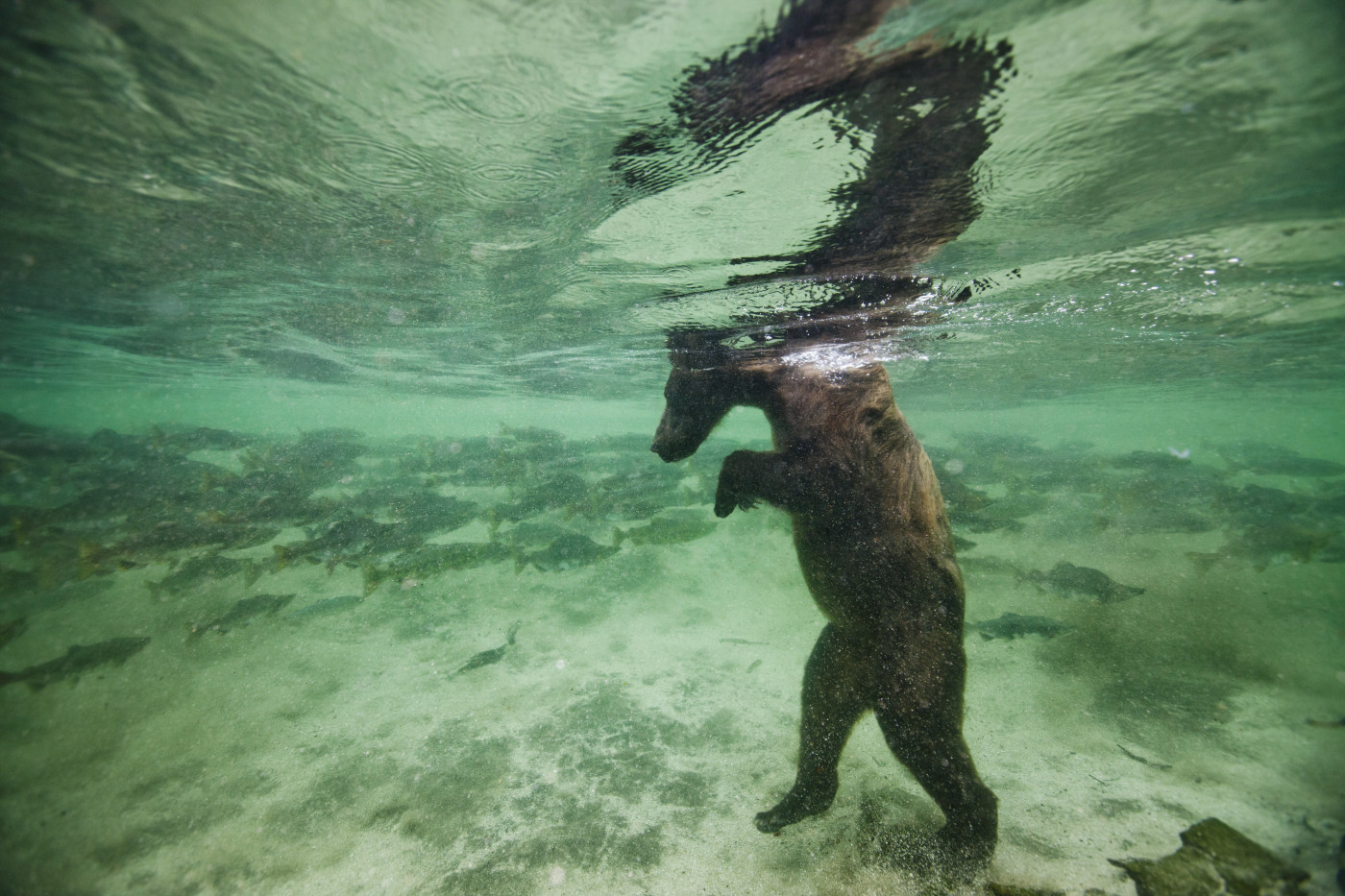 underwater-brown-bear-alaska.jpg