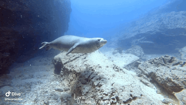 IMG_5931.GIF
