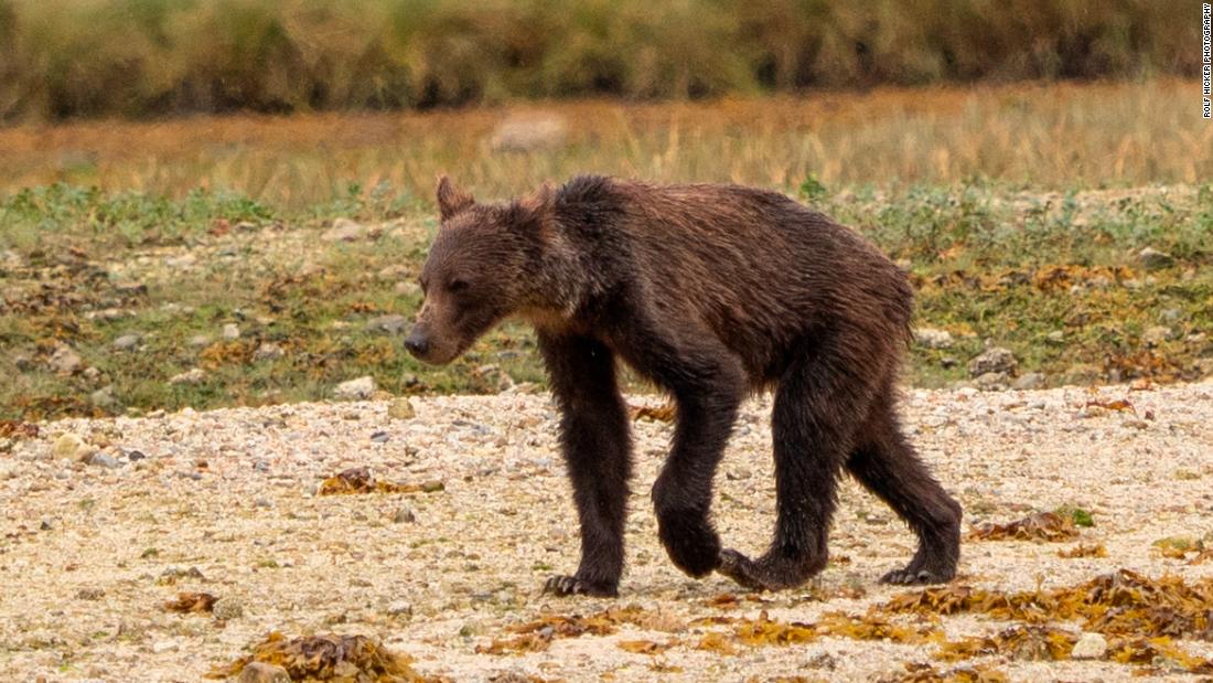 191002205956-emaciated-grizzly-bears-knights-inlet-canada-super-169.jpg