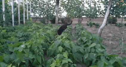 IMG_7792.GIF IMG_7792.GIF