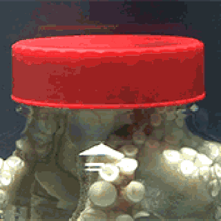 IMG_3150.GIF IMG_3150.GIF