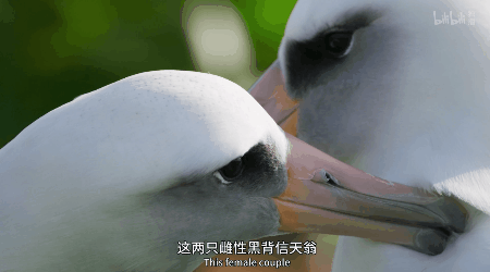 IMG_6303.GIF