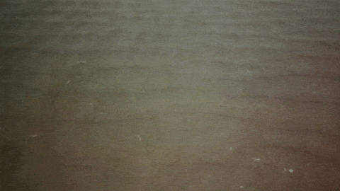 IMG_8557.GIF