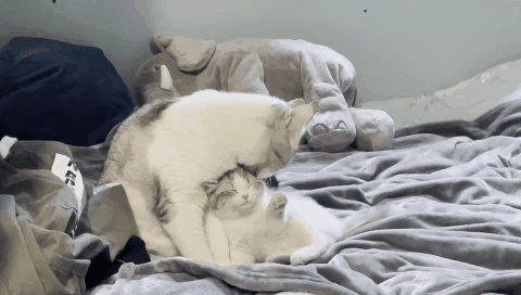 IMG_9344.GIF