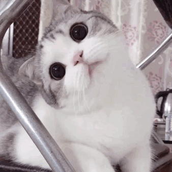 IMG_0038.GIF IMG_0038.GIF