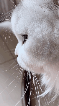 IMG_0039.GIF IMG_0039.GIF