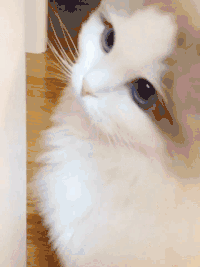 IMG_0046.GIF IMG_0046.GIF