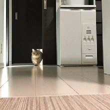 IMG_0051.GIF IMG_0051.GIF