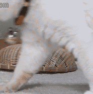 IMG_0050.GIF IMG_0050.GIF