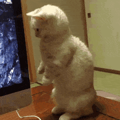 IMG_0048.GIF IMG_0048.GIF