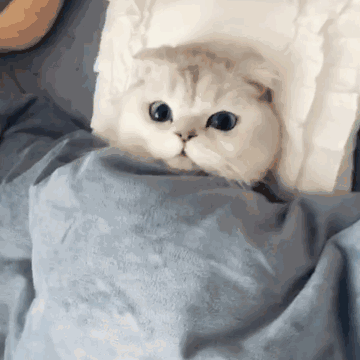 IMG_0052.GIF IMG_0052.GIF