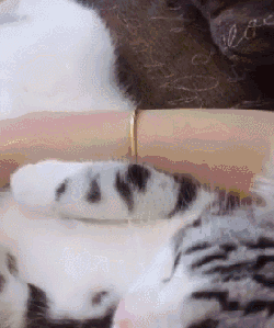 IMG_0055.GIF IMG_0055.GIF