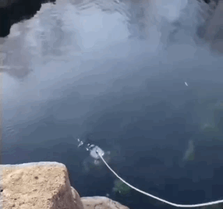 IMG_1050.GIF