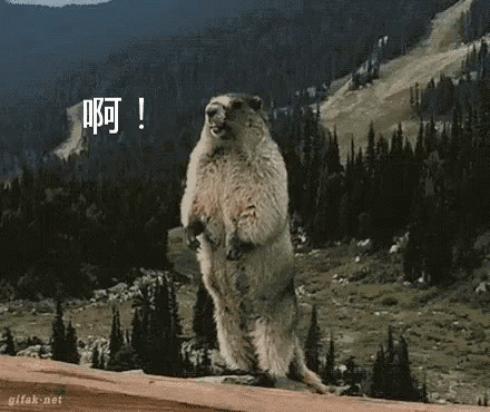 IMG_4480.GIF