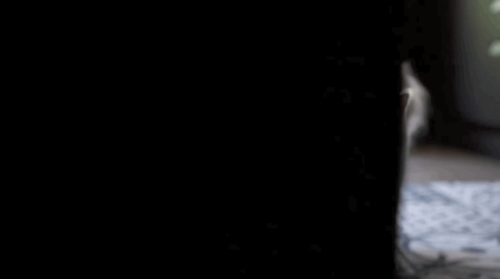 IMG_0117.GIF