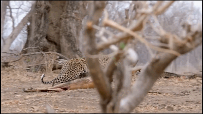 32.gif